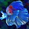 Siamese Fighting Fish paint by numbers