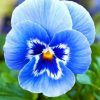 Blue Pansy Flower paint by numbers