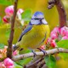 Blue Tit Bird paint by numbers