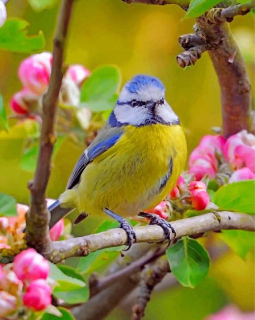 Blue Tit Bird paint by numbers