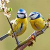 Blue Tit Birds paint by numbers