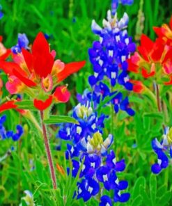 Bluebonnets Plants Paint by numbers