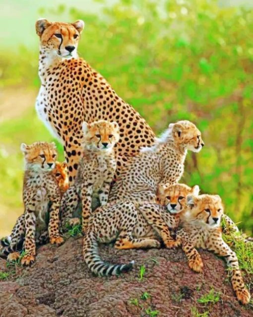 Cheetah Cubs With Mother paint by numbers