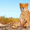 cheetah-paint-by-number