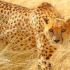 Cheetah Wild Cat paint by numbers