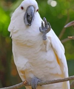 Cockatoo Waving paint by numbers