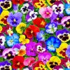 Colorful Pansy Flowers paint by numbers