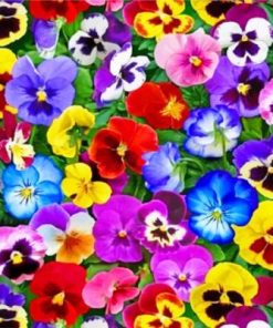 Colorful Pansy Flowers paint by numbers