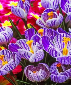 crocus-flowers-paint-by-number