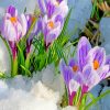 Crocus In The Snow paint by number