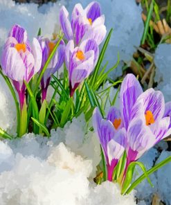 Crocus In The Snow paint by number