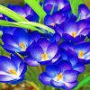 crocus-paint-by-number