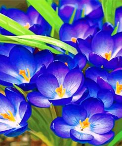 crocus-paint-by-number