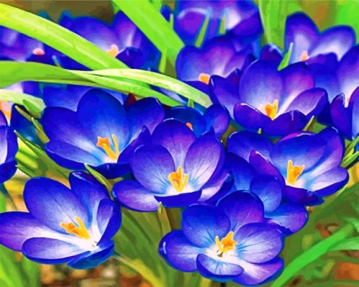 crocus-paint-by-number