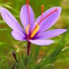 Cute Purple Crocus Paint by number