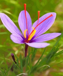 Cute Purple Crocus Paint by number