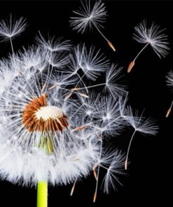 Dandelion paint by numbers