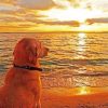 Dog Watching Sunset paint by numbers