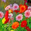 Field Of Gerberas Paint by numbers