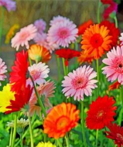 Field Of Gerberas Paint by numbers