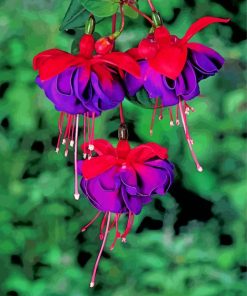 fuchsia flowers paint by numbers