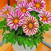 gazania-big-kiss-white-flame-paint-by-numbers