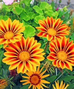 gazania-flowers-paint-by-numbers