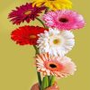 Gerbera Bloem paint by numbers