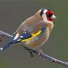 Goldfinch Bird On Stick paint by numbers