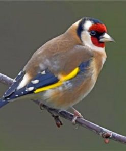 Goldfinch Bird On Stick paint by numbers