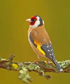 Goldfinch Bird paint by numbers