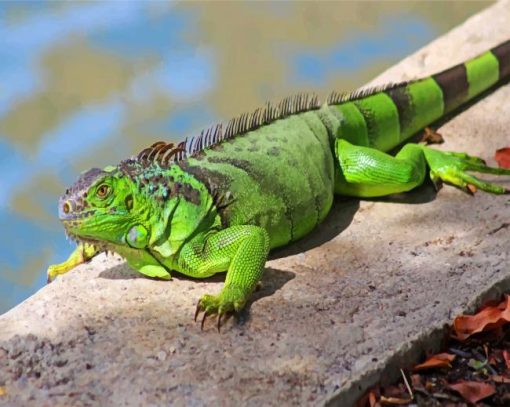 green-iguana-paint-by-number