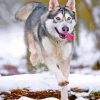 husky-snow-paint-by-number