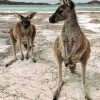 kangaroos In The Beach Paint by numbers