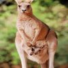 Kangaroo With Her Baby Paint by numbers