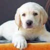 Labrador Puppy paint by numbers