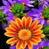 orange-gazania-paint-by-numbers