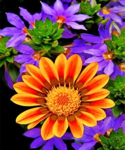 orange-gazania-paint-by-numbers