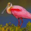 Pink And Yellow Long Beak Bird paint by numbers