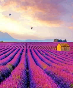 Provence Lavender Field Paint by number