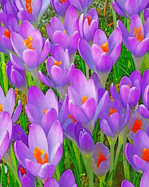 purple-crocus-flowers-paint-by-number