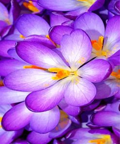 purple-crocus-paint-by-numbers