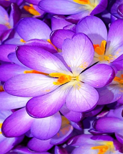 purple-crocus-paint-by-numbers