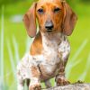 scent hound Puppy Dog paint by numbers