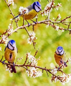 Spring Blue Tit Birds paint by numbers