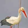 stork Bird Animal paint by numbers