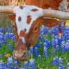 Texas Longhorn In Bluebonnets paint by numbers