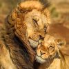 Cute Lion and Lioness