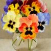 Vintage Pansy Flowers paint by numbers