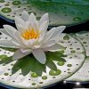 water-lily-with-rain-drops-paint-by-numbers